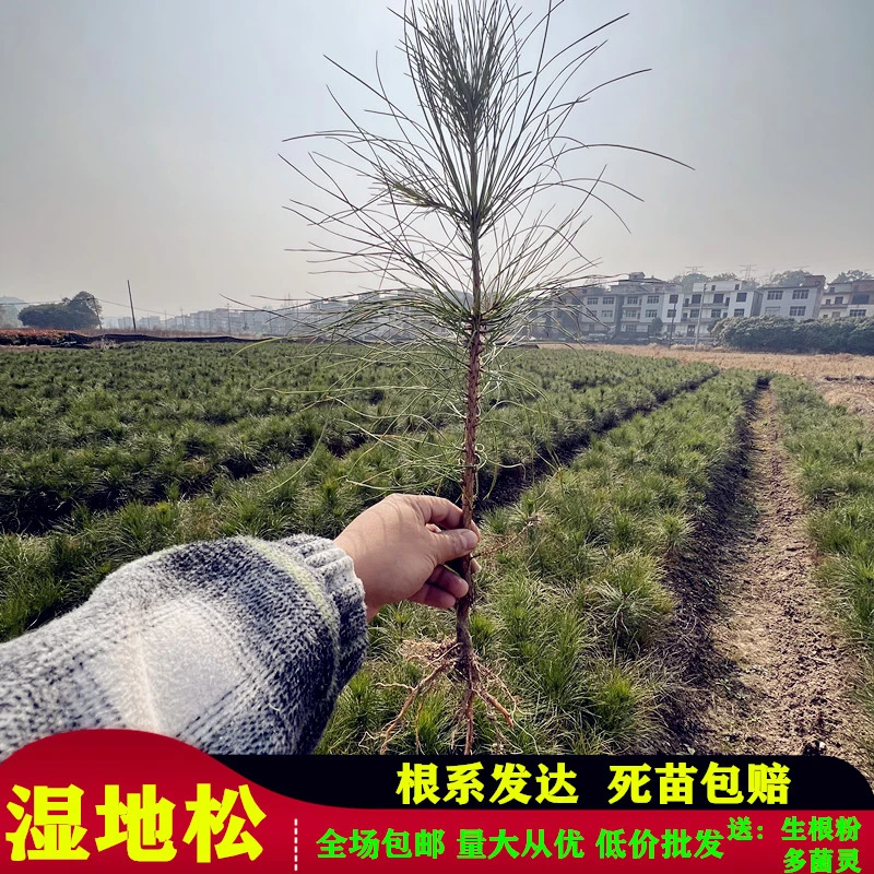 湿地松树苗外国油松是固土用材松脂一树三收益荒山造林绿化专用苗