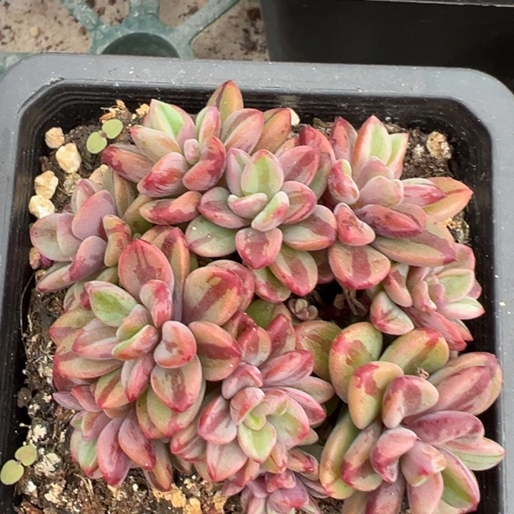 紫星中斑锦一物一拍