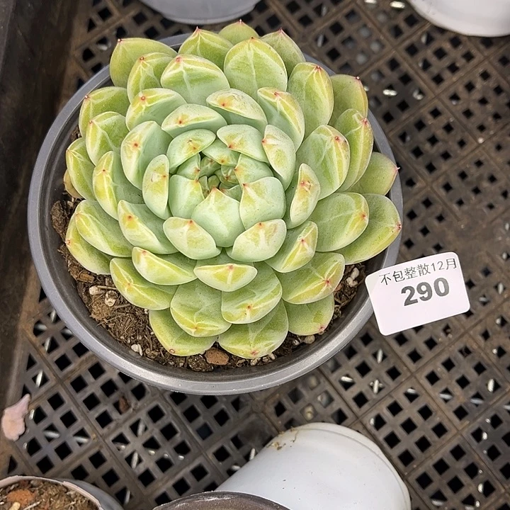 阿雅园艺。      290雪花