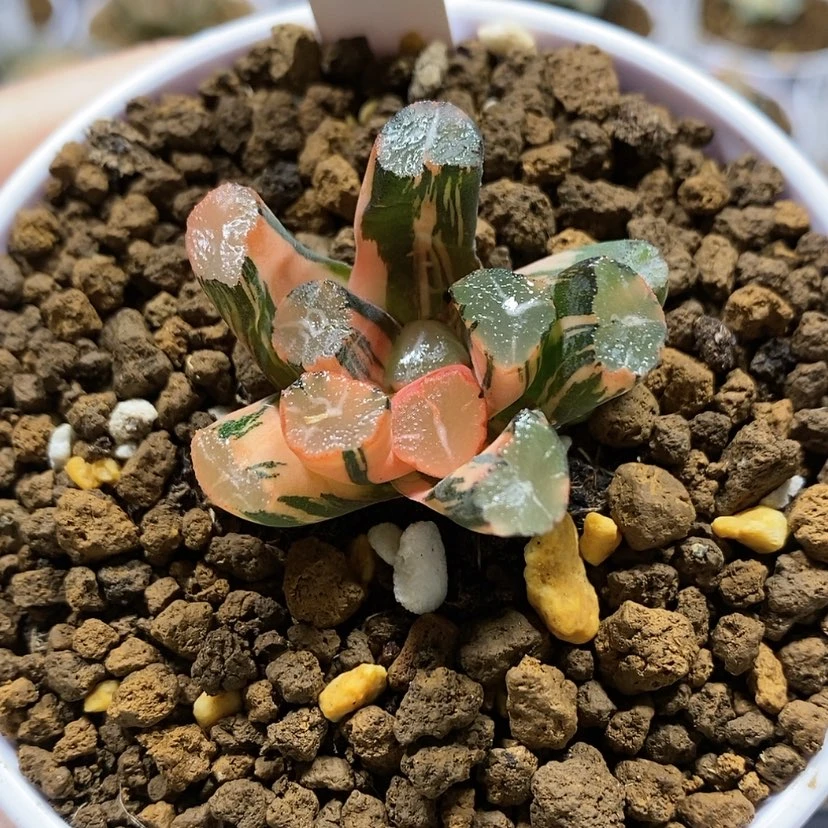 【闪购商品】77蜘蛛巢万象锦