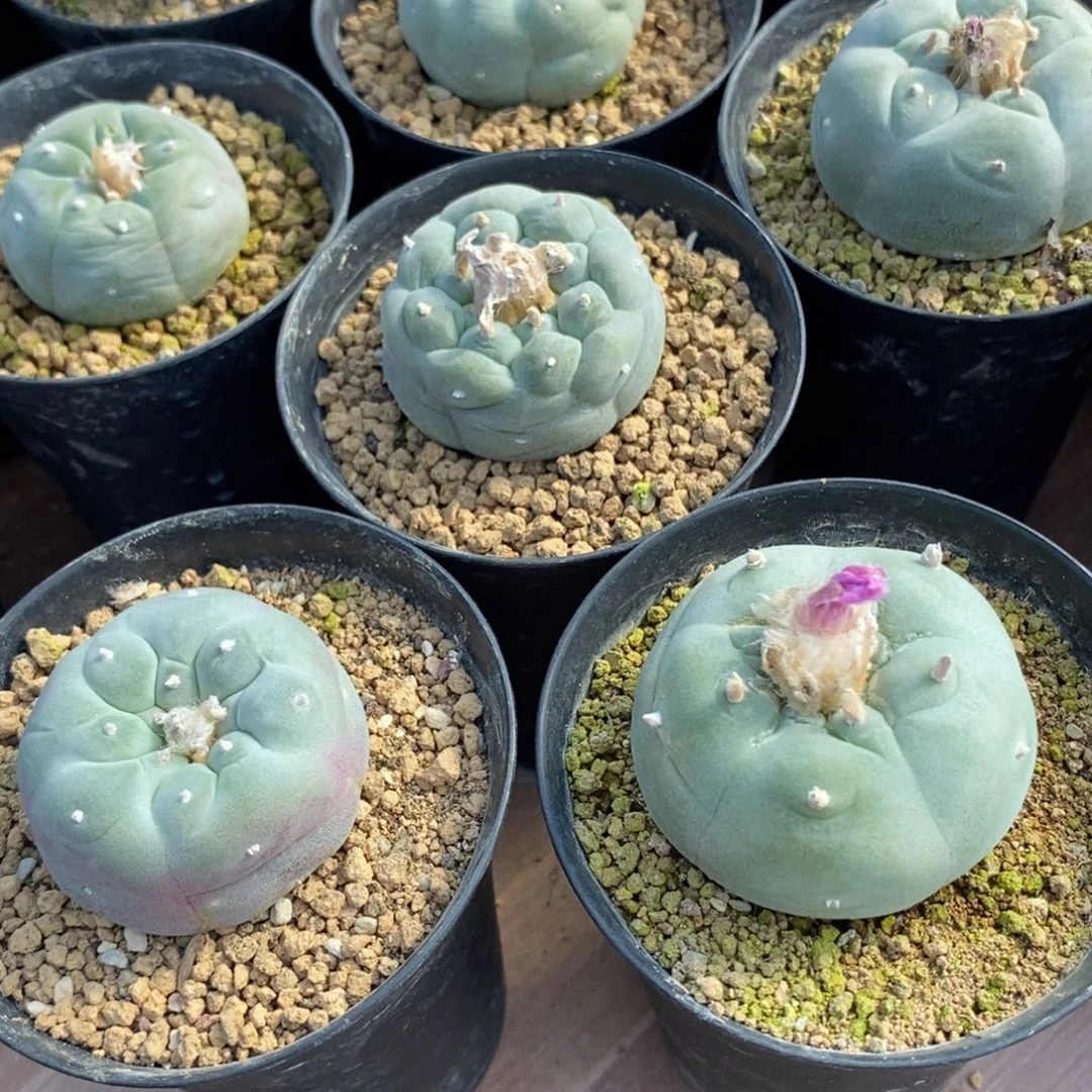 冰**?无刺仙人球开花了