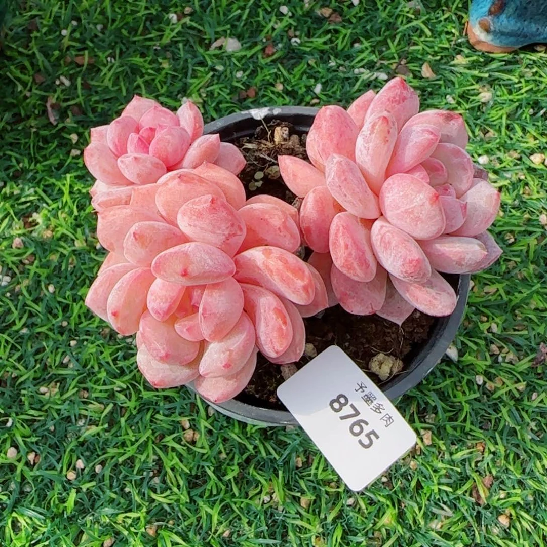 长杆雪之魄，8765多肉植物