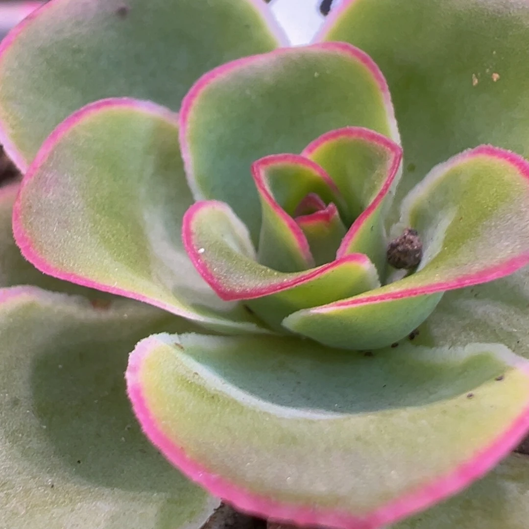 陈陈906紫莜x晶钻x若初