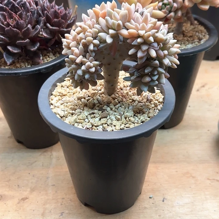 多肉植物，淡雪缀