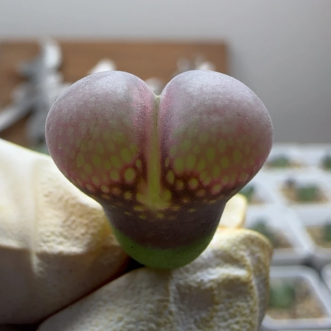 *****9-28-当天满38包邮日系紫红风铃1.5cm
