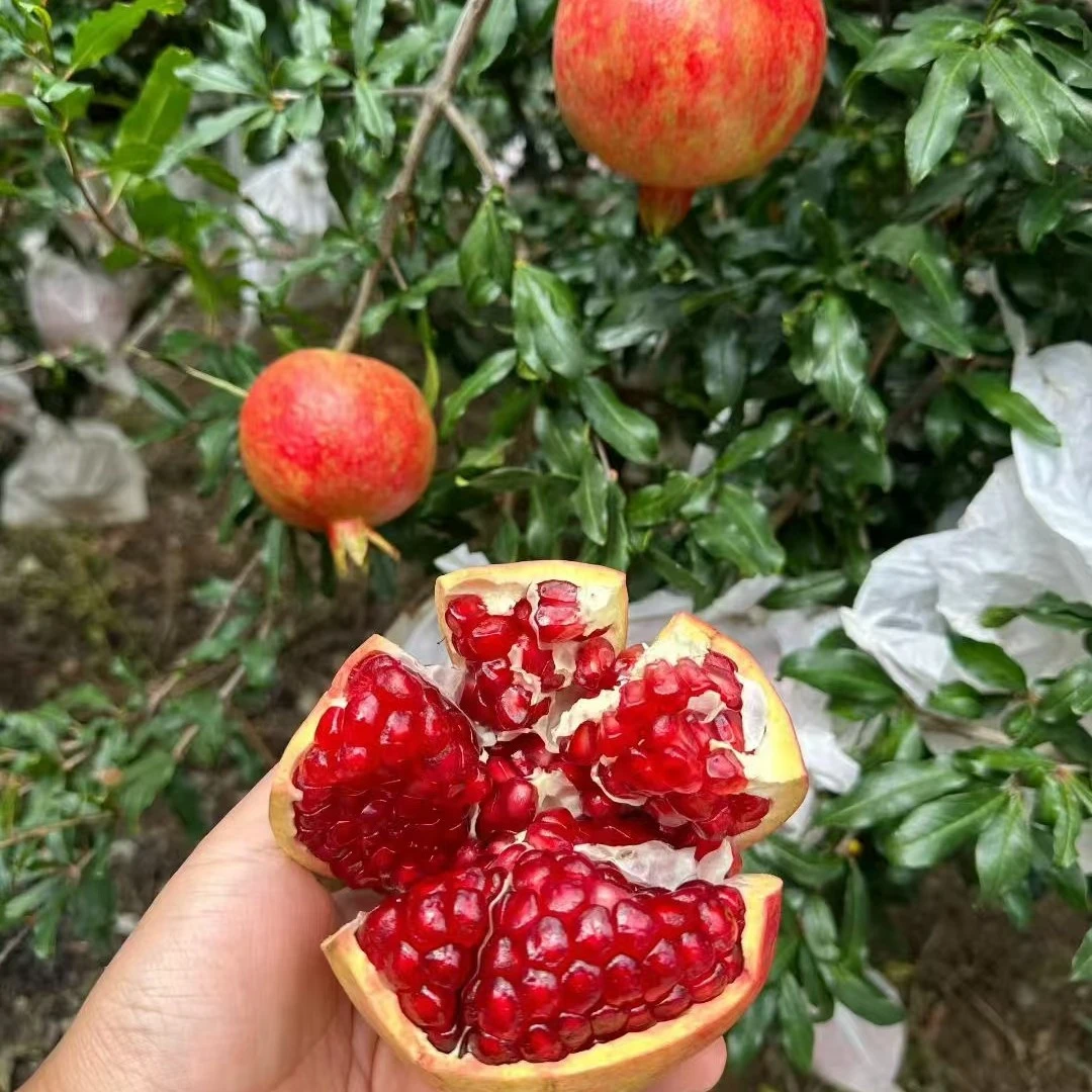 大凉山会理突尼斯软籽石榴，纯甜不酸