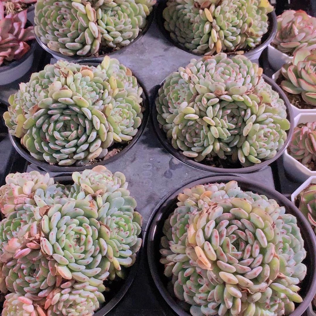 白胖子裙245678990000