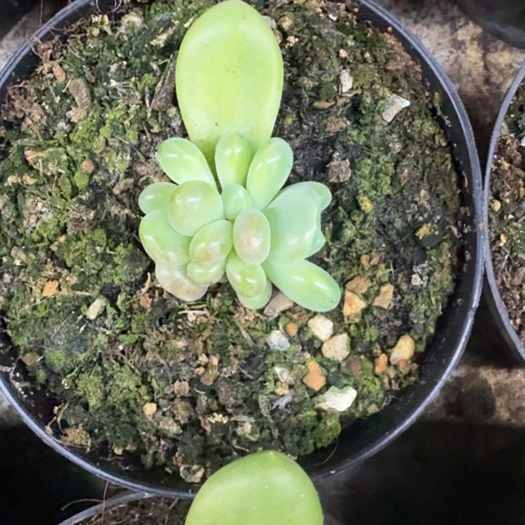 库克 叶插 一物一拍