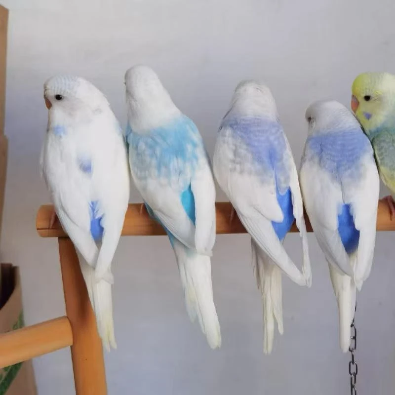 活体宠物一物一拍专用链接