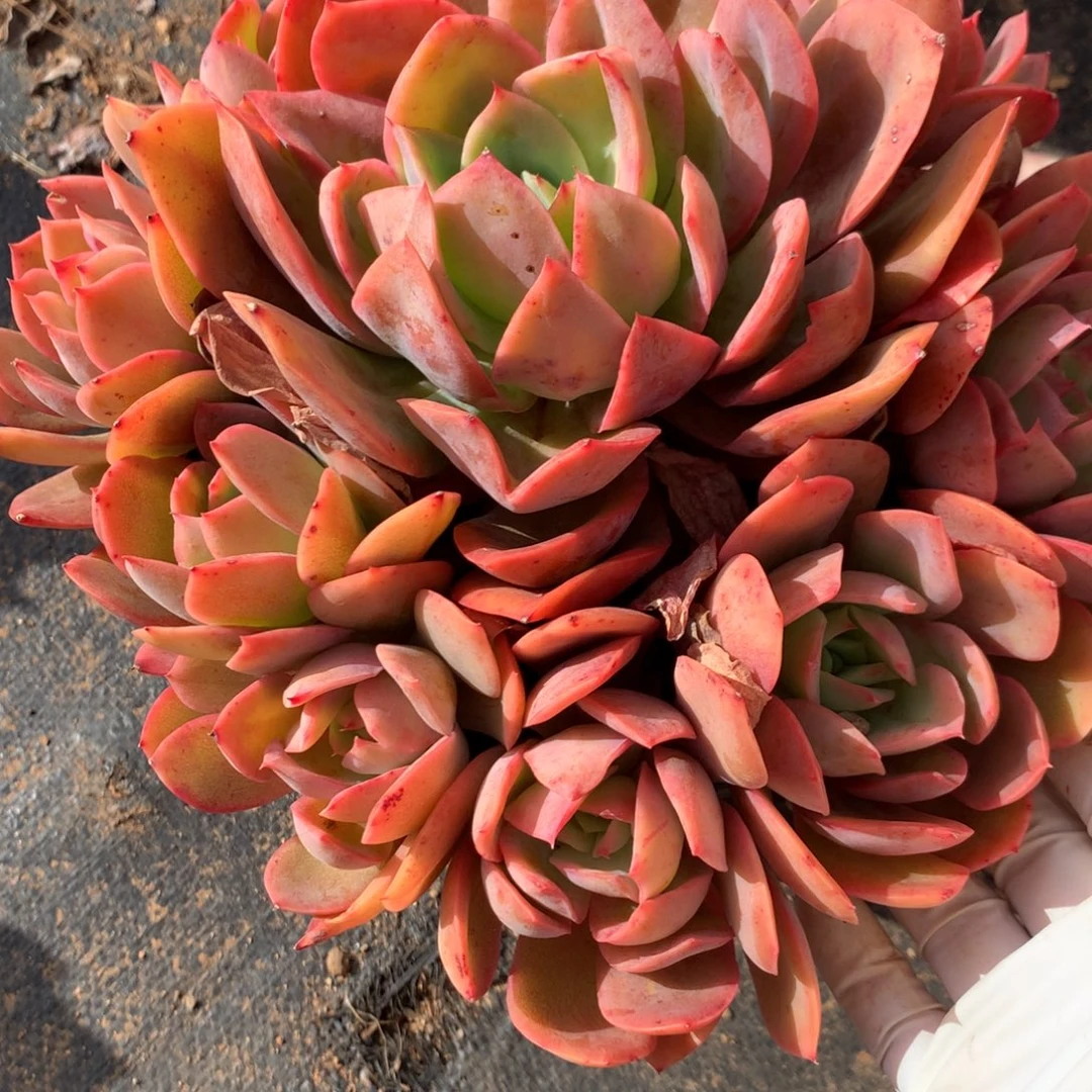 小***婆绮罗00000000000000