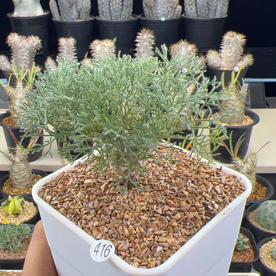 白皮月界种播实生一物一拍