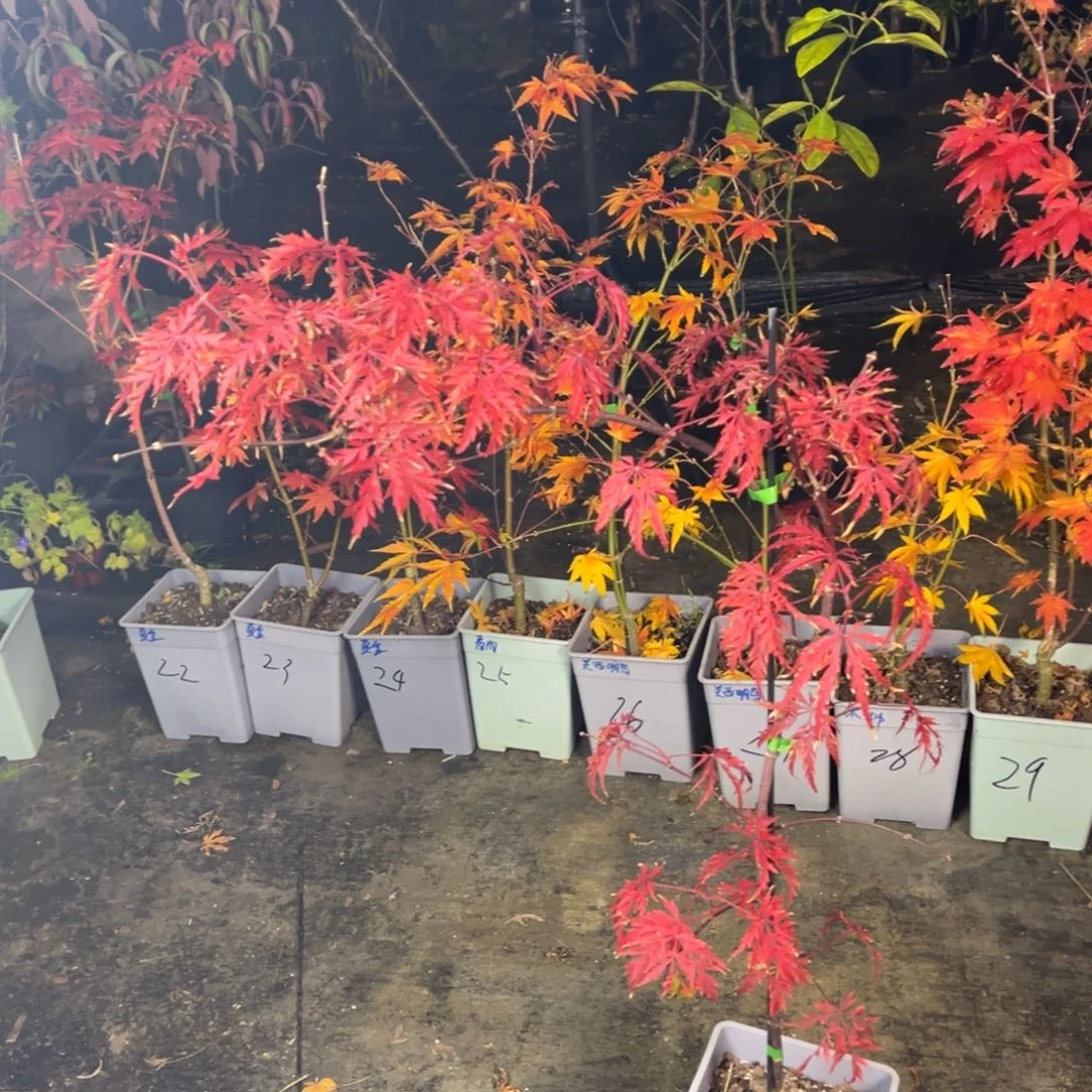不开花植物33石榴红