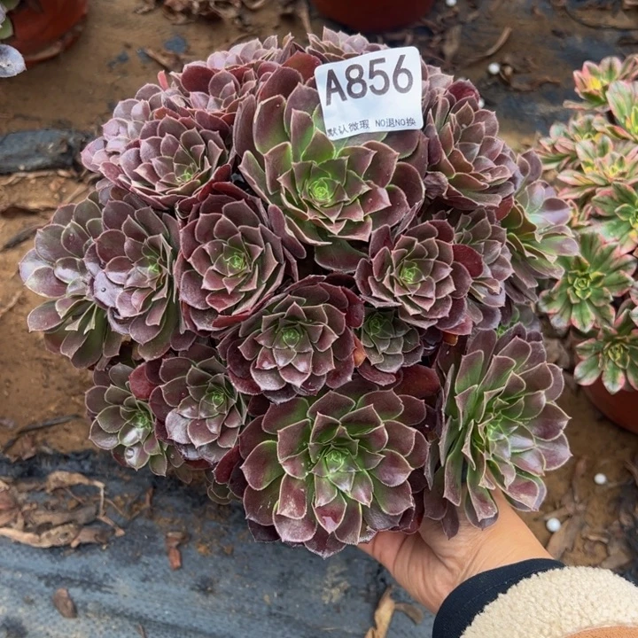 荷兰玫瑰多肉植物856.