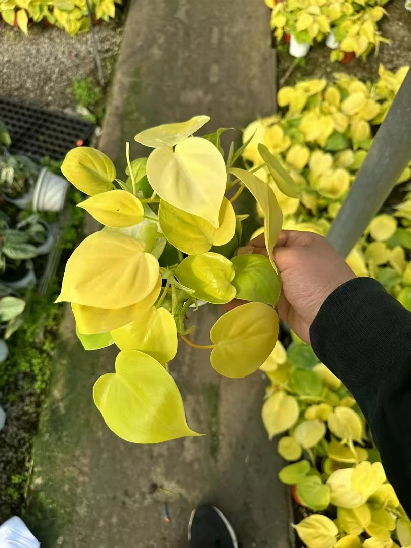 120#柠檬汁蔓绿绒盆栽
