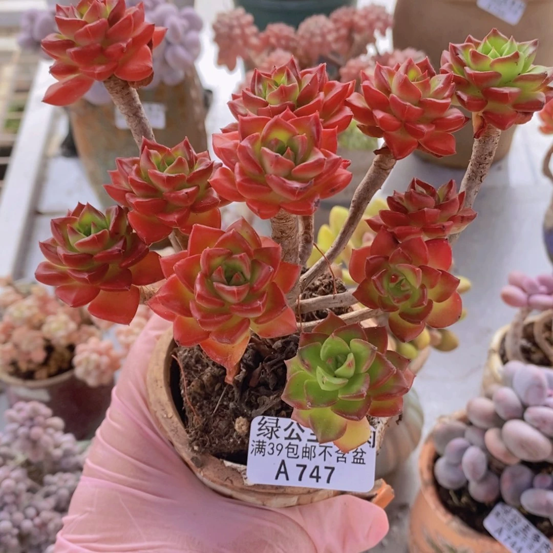 蒂亚13cm747多肉植物