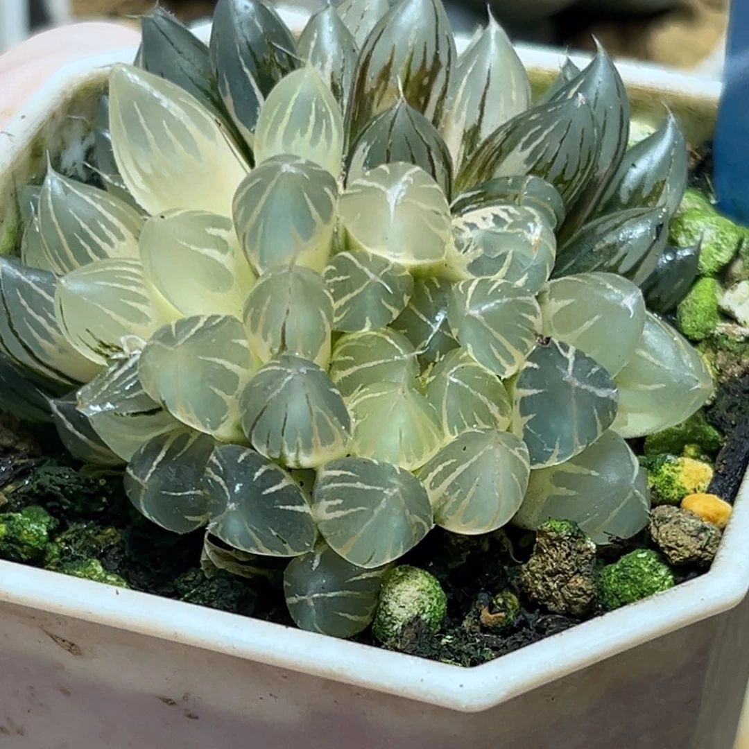 恭喜发财大吉大利763