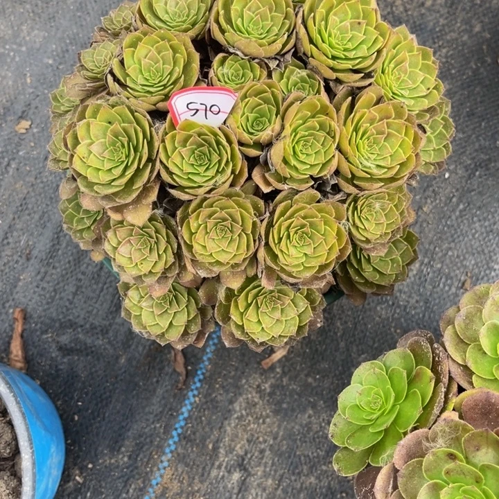 570红魔多肉植物法师