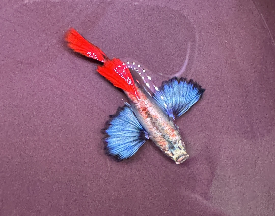 『鎏金花蝴蝶』凤尾耐养好养纯种易繁殖观赏鱼苗小鱼易活淡水