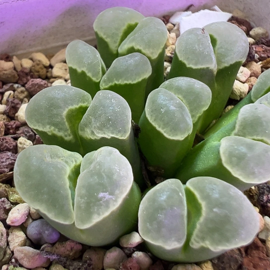 C***Y专拍专拍 头锥植物