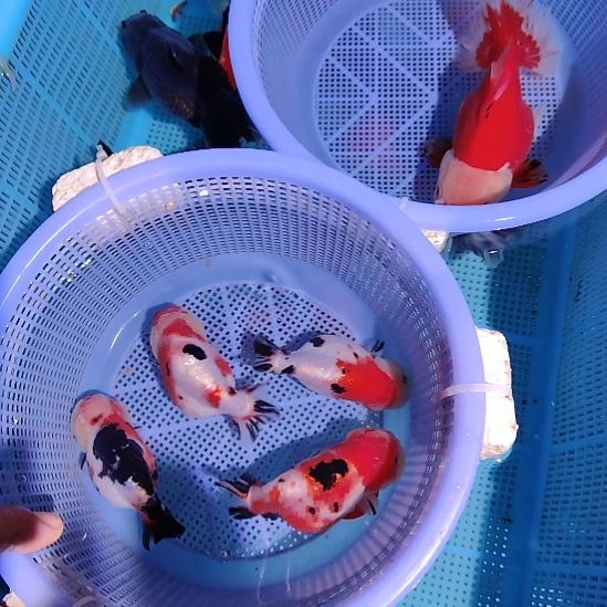 人***茶金鱼043兰寿四条特价顺丰包邮