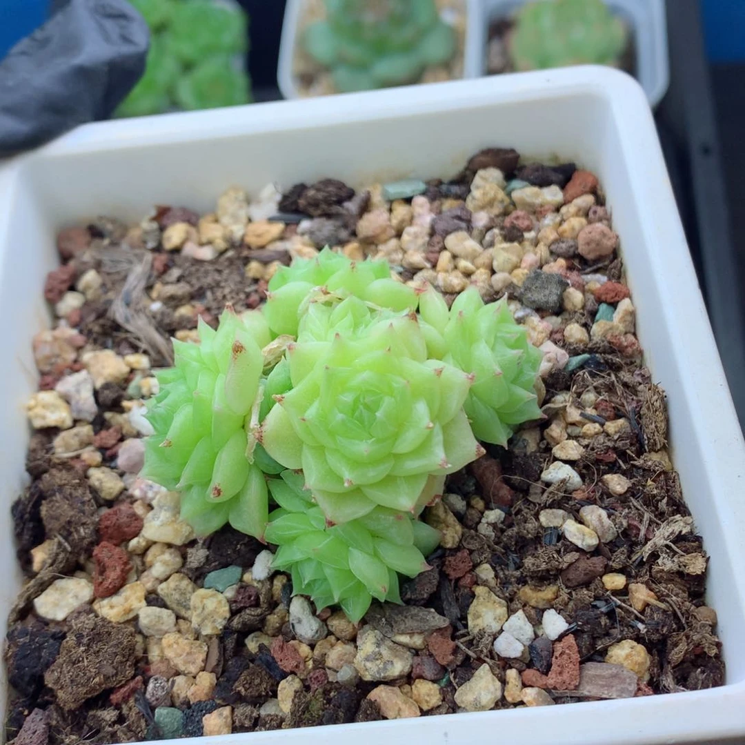 58包邮  群生不包整麦秆群66