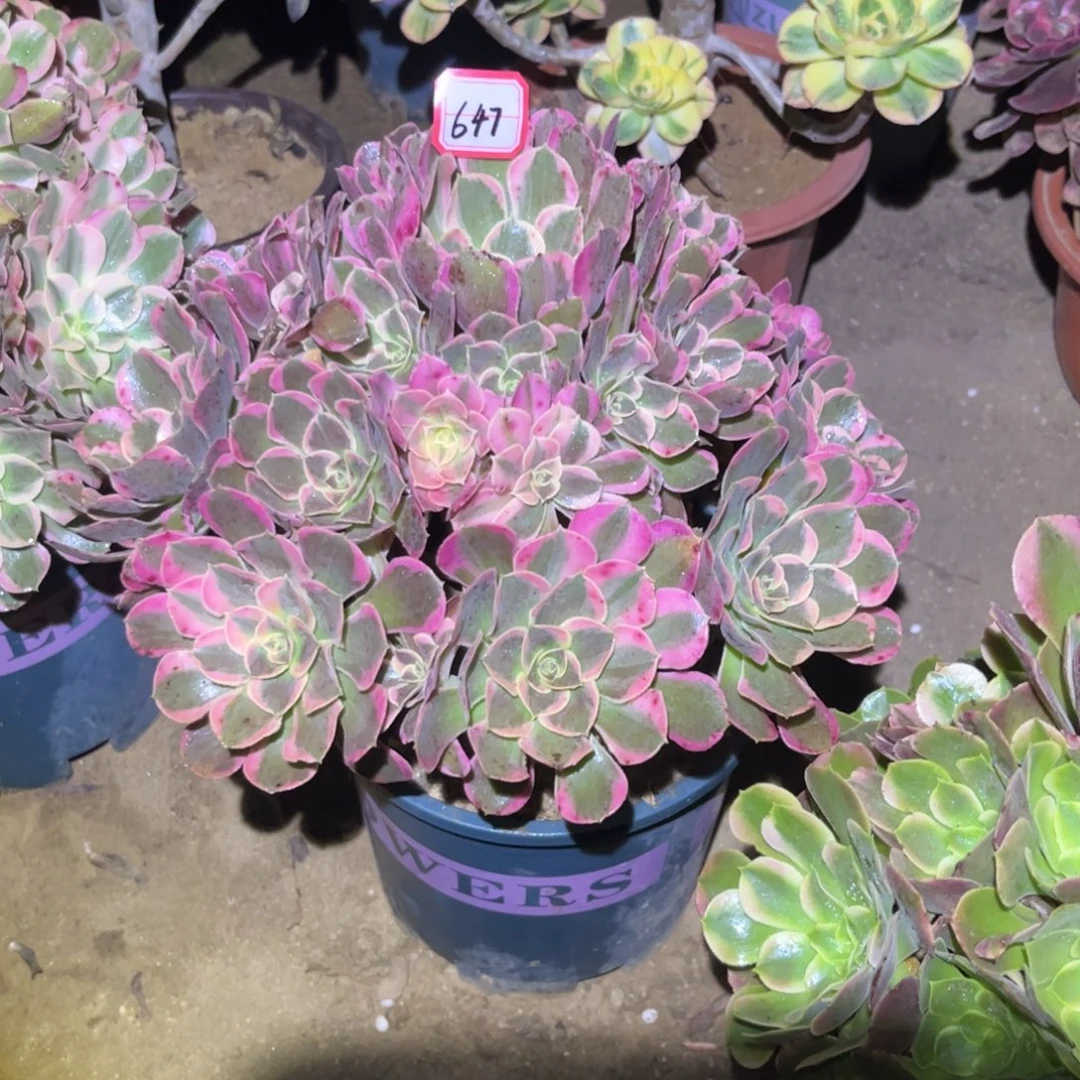 647多肉植物皇后法师