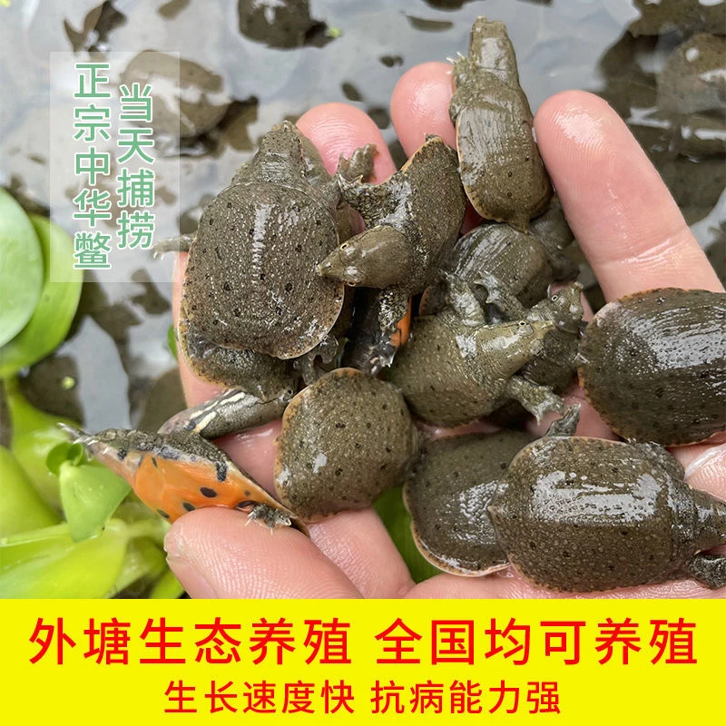 中华甲鱼苗生态优选生长小苗3g外塘冷水5中华甲鱼苗小中华甲鱼苗