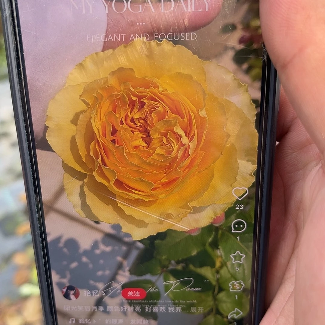 无花朵————阳光笑容 福利款