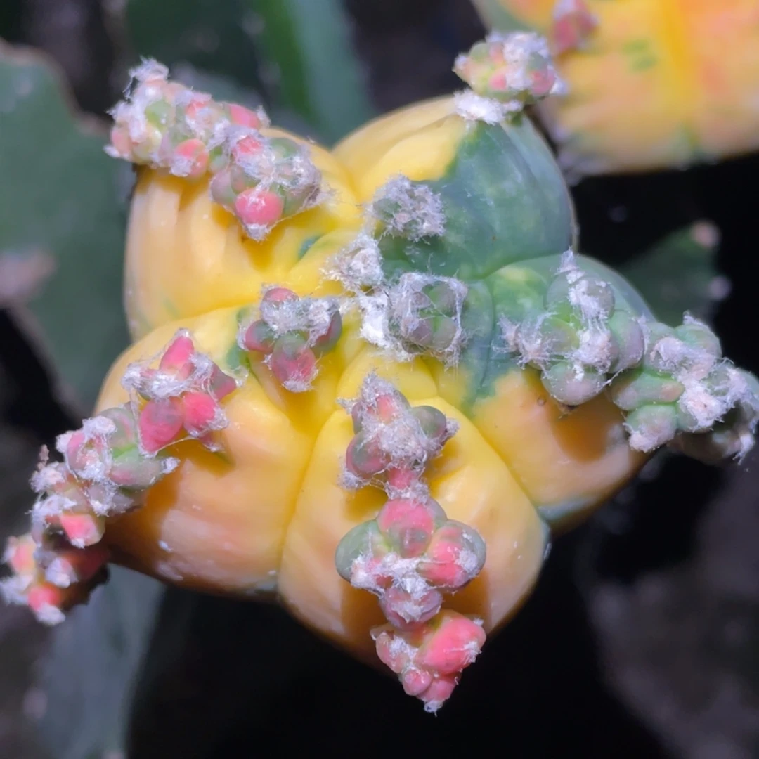 全部花朵龟甲鸾锦055