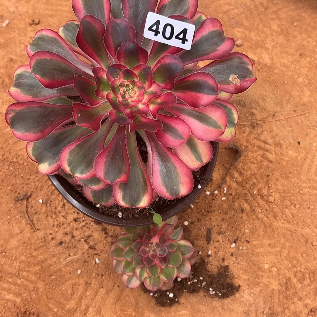 雯***宝精品多肉植物404号初恋