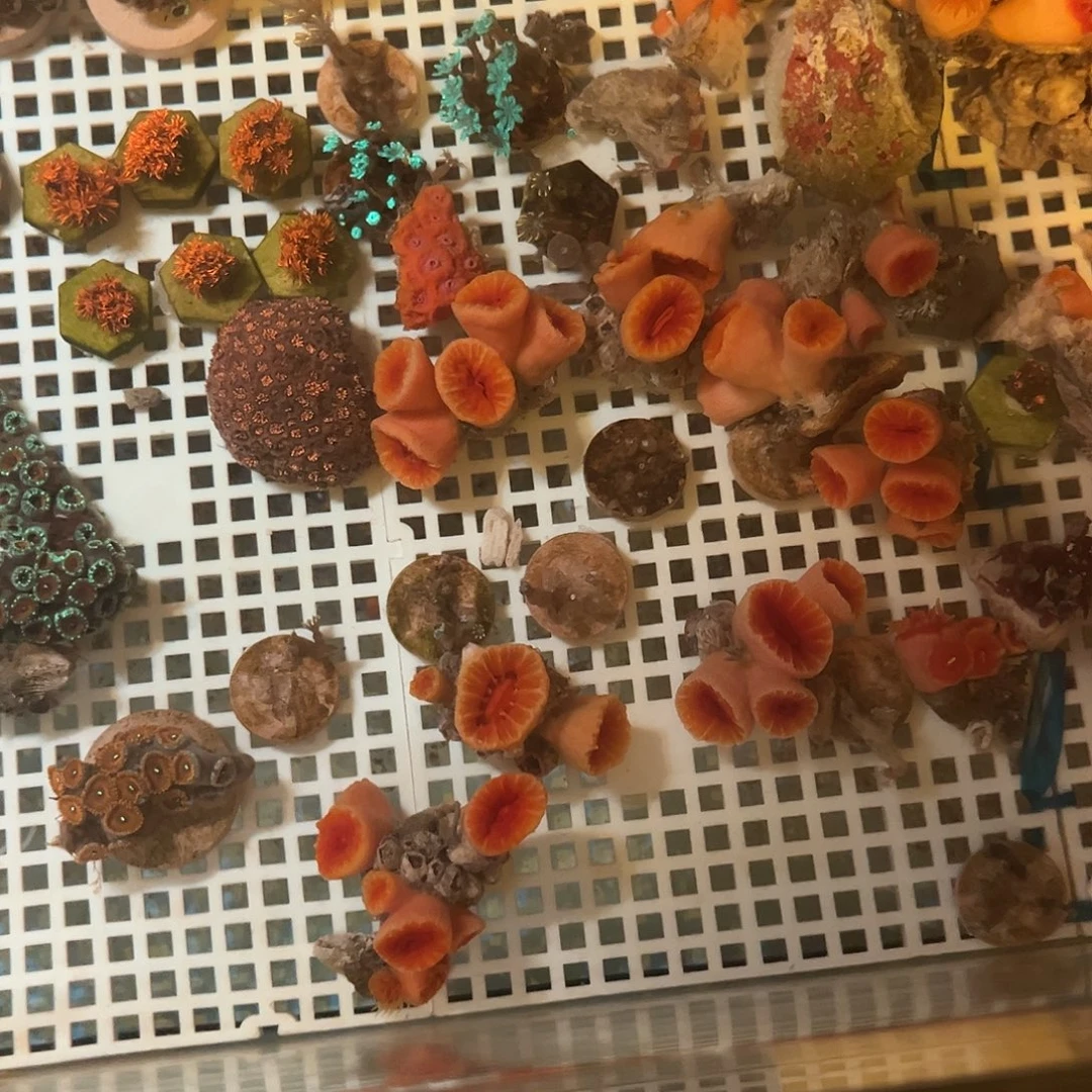 哪***e纽扣珊瑚炮张11111