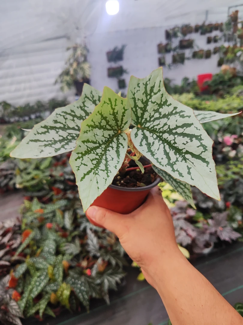 猫耳朵秋海棠室内观叶植物秋海棠盆栽好养