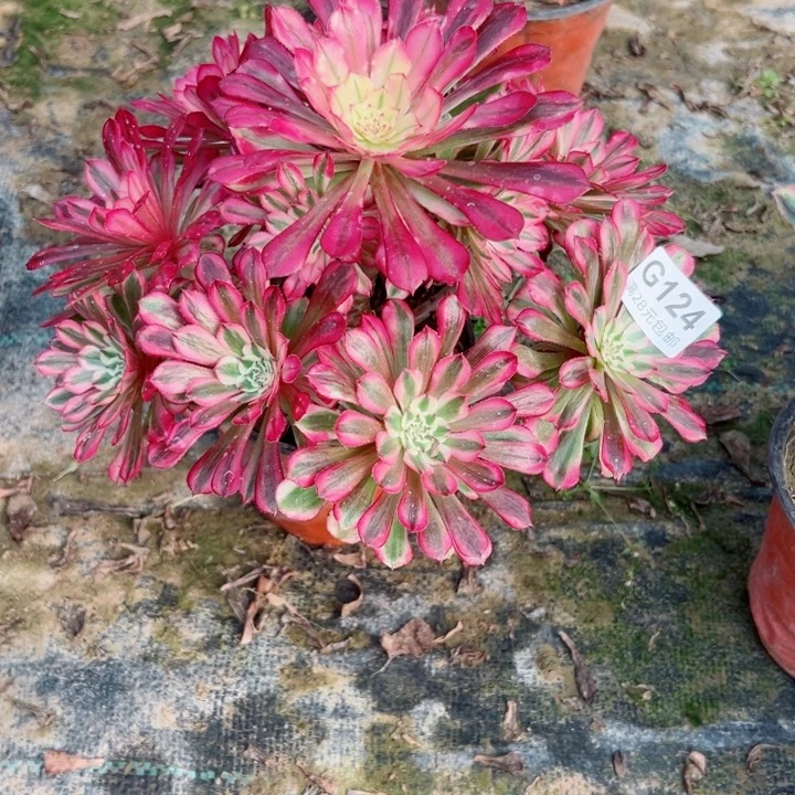 124铜壶锦多肉植物