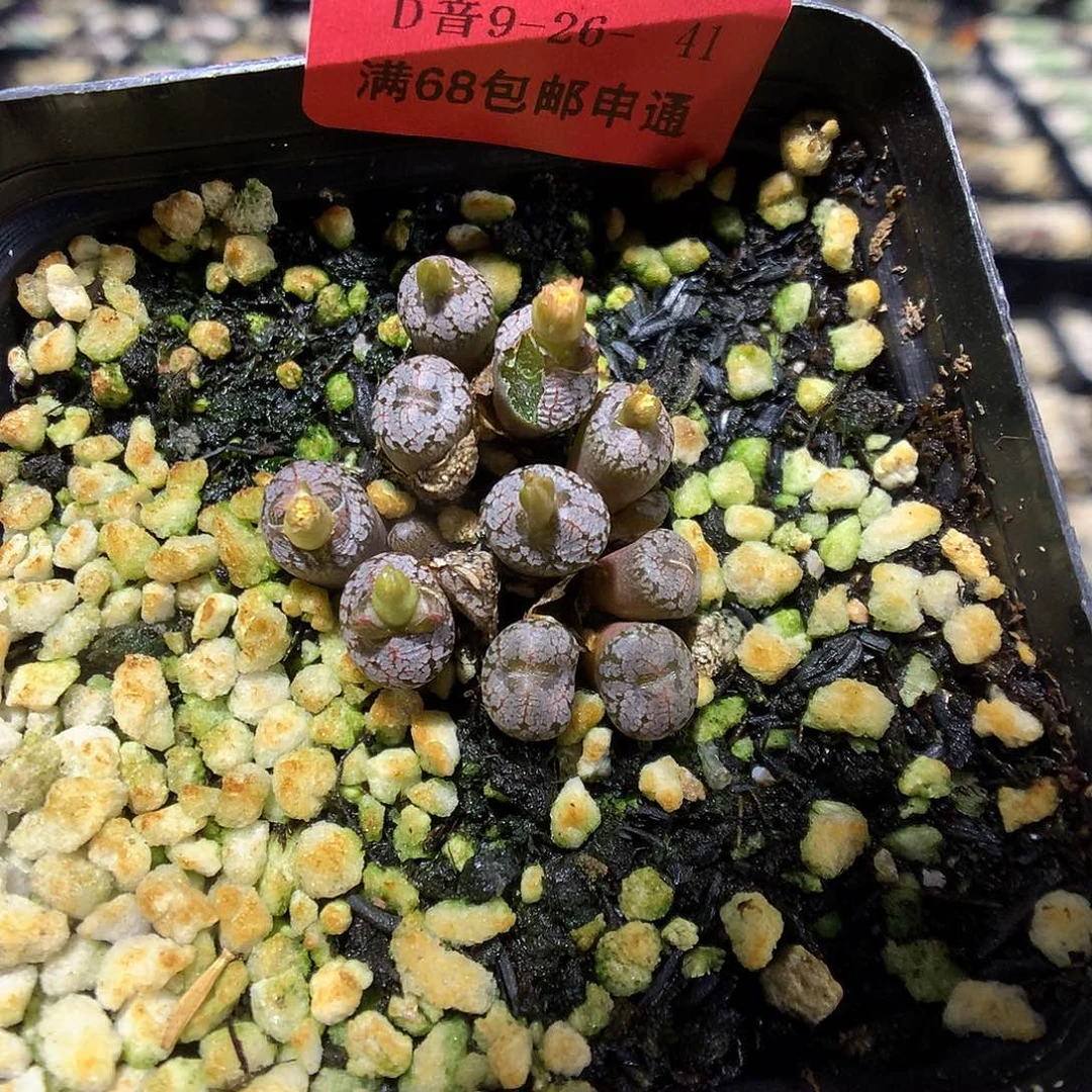 9-26-41   瑕疵康普提