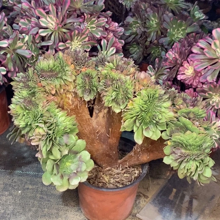 万圣节缀多肉9。