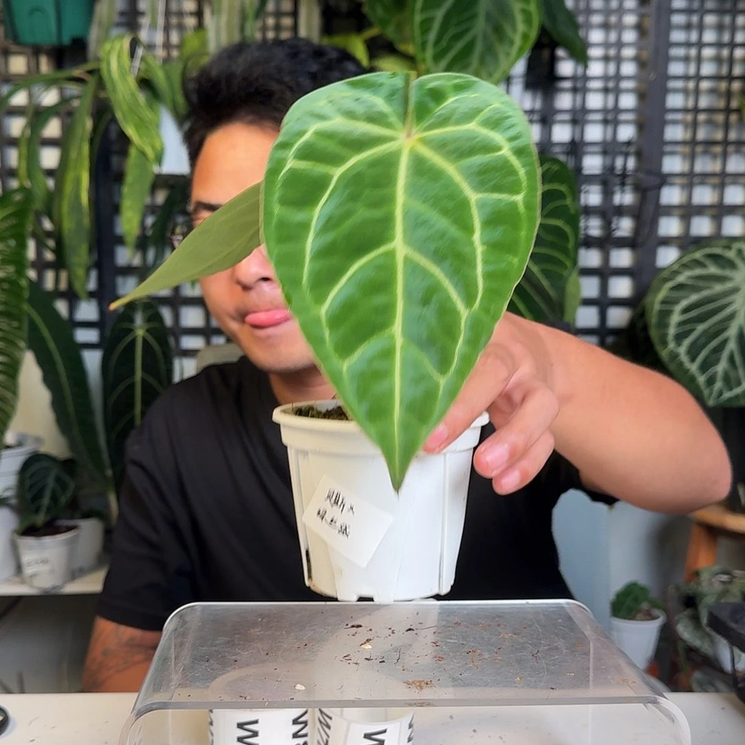 无花朵_****?一物一拍W66