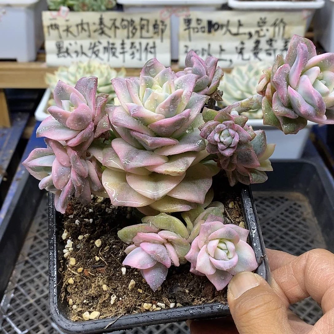0964 可爱玫瑰彩锦9 头自然群 7 天后发货