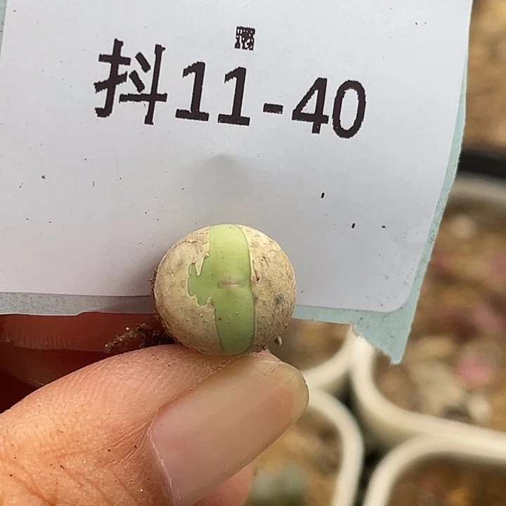 11-40鸽子蛋多肉植物