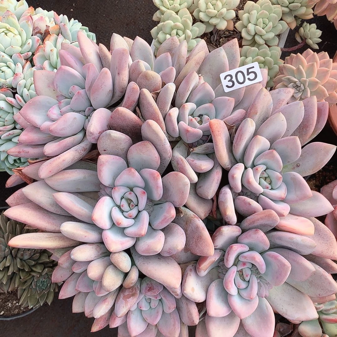 305奥普一物一拍多肉