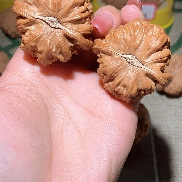 来****逛45尺寸白狮子！好运连连