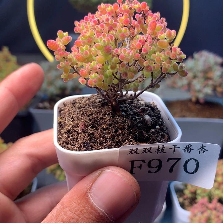 970精控蜜橘