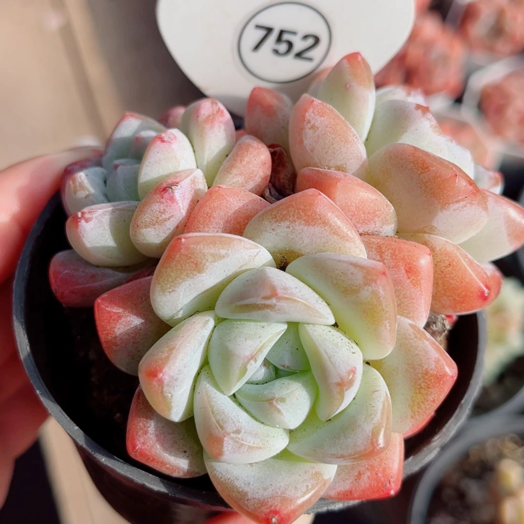 752号小老桩冰玉群