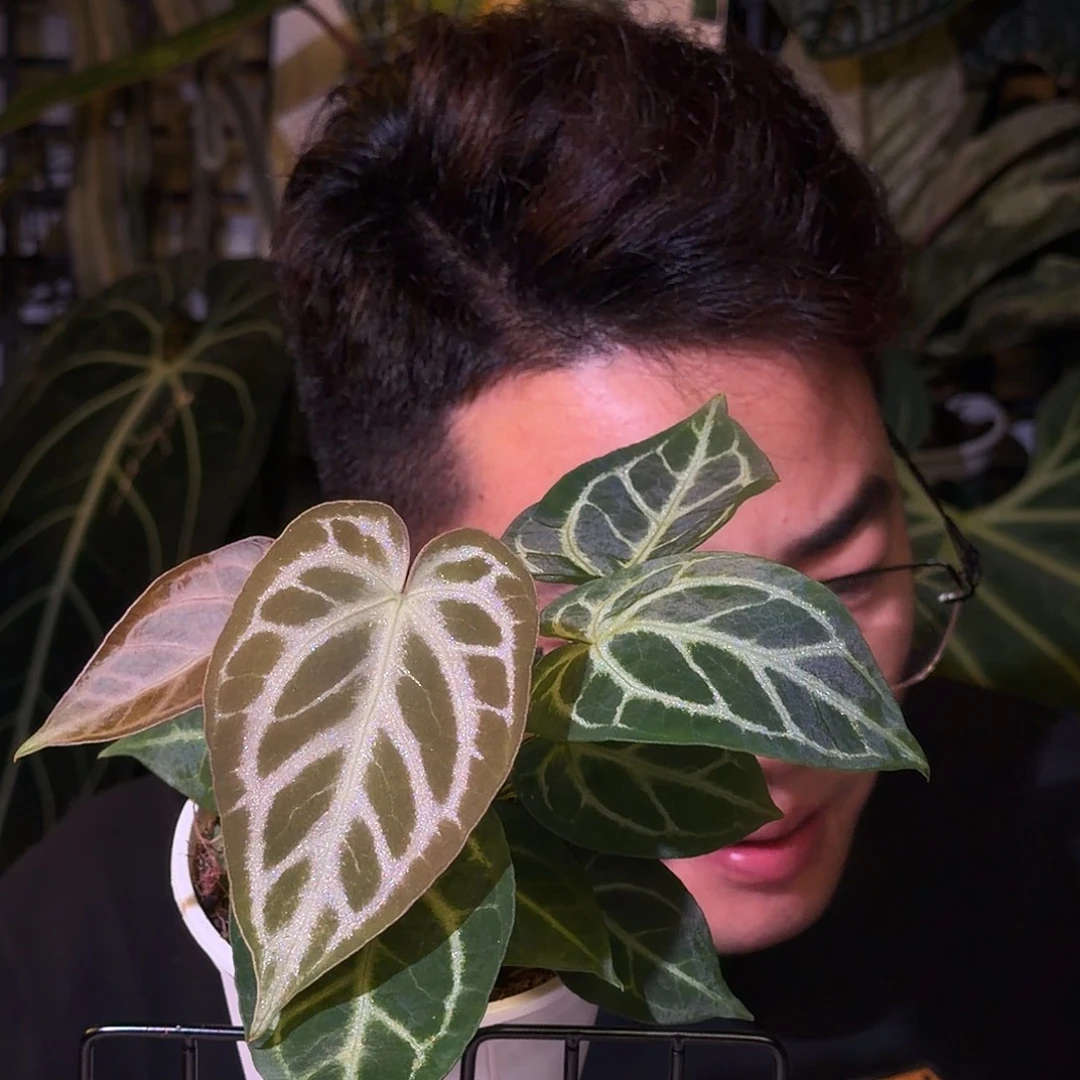 完全开放N99银骑士小钻石