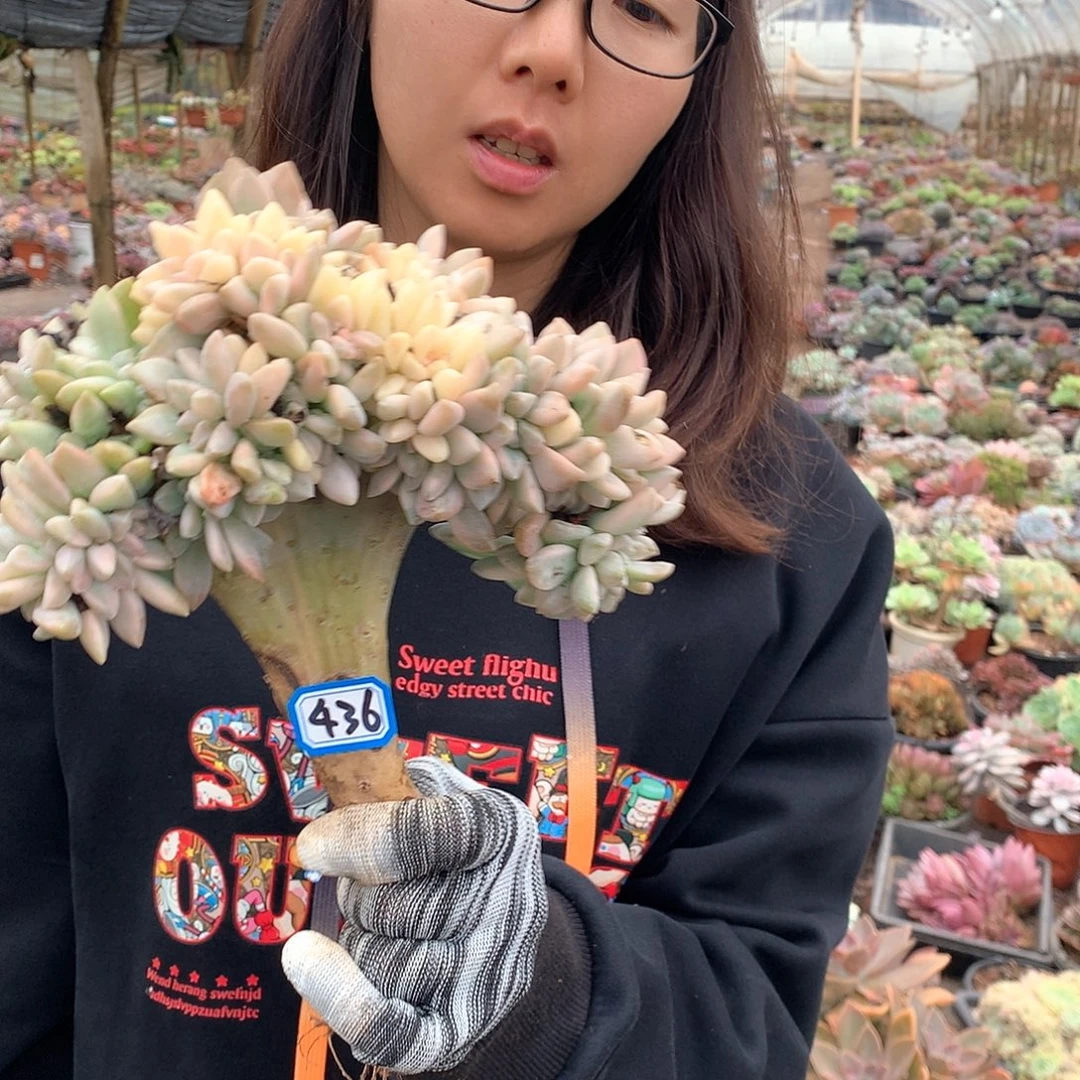 436淡雪锦缀一物一拍多肉