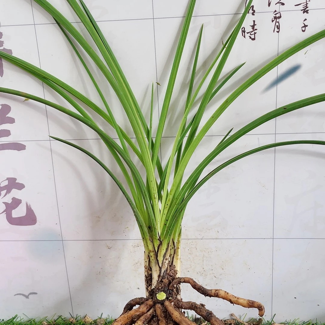 用***3完全开放兰兰花花