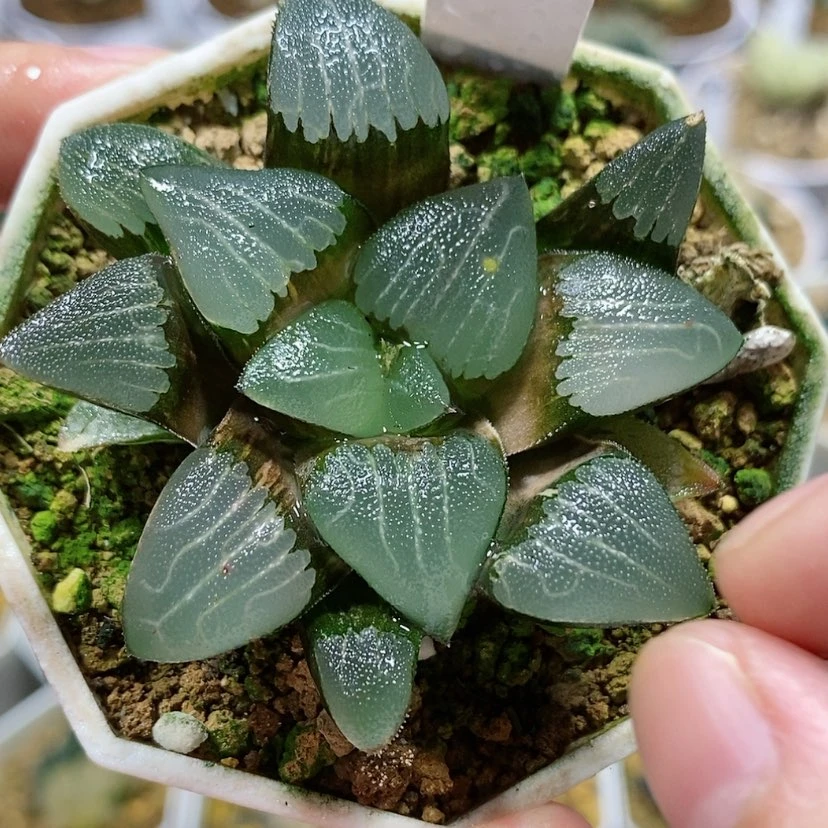 【闪购商品】150春春