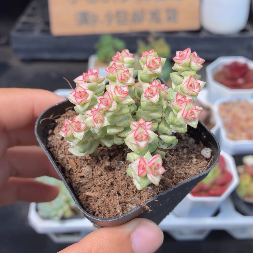 蜡笔小新多肉9.9包邮发货