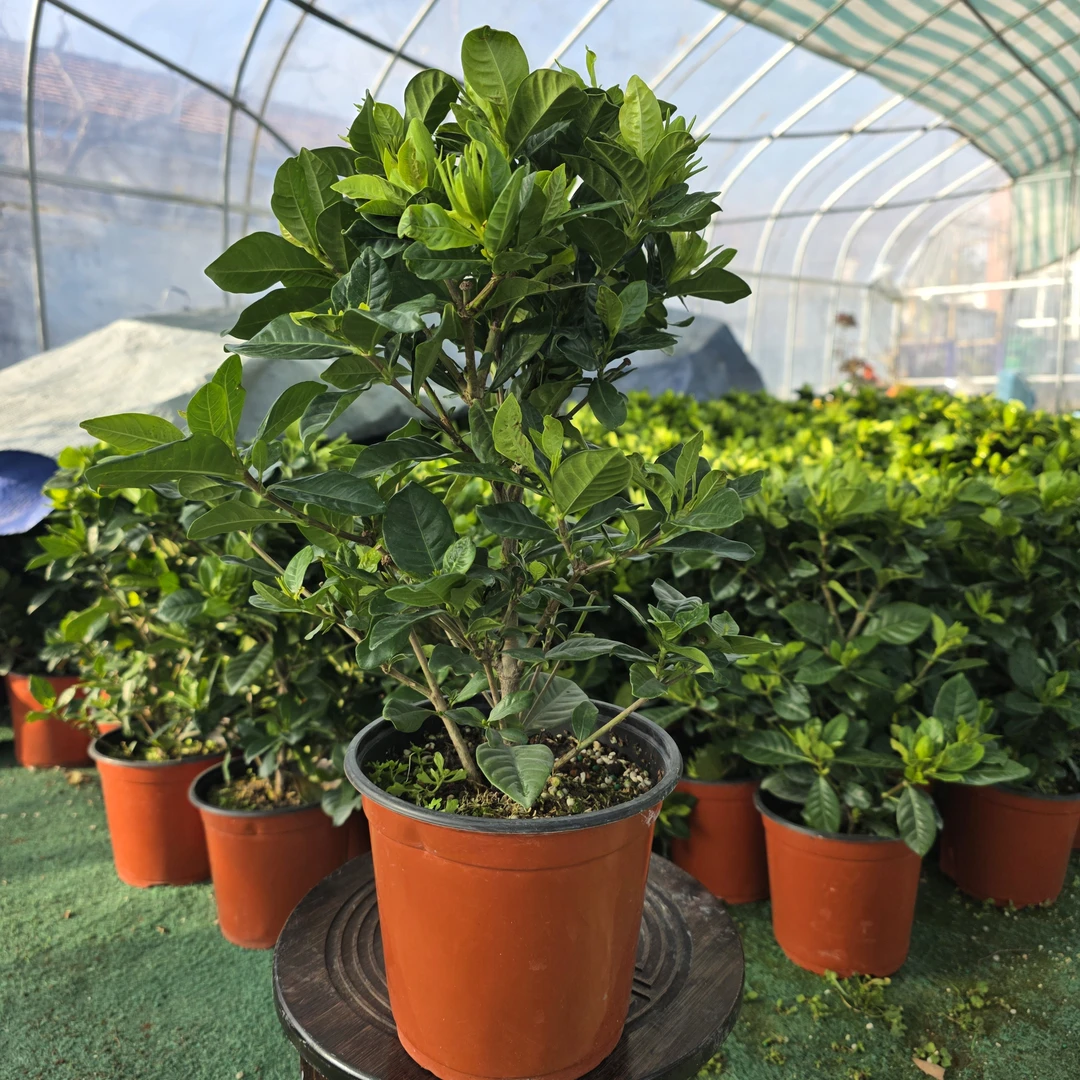 步步高带花苞独杆小叶栀子花小叶浓香型室内室外易养活非铲根苗