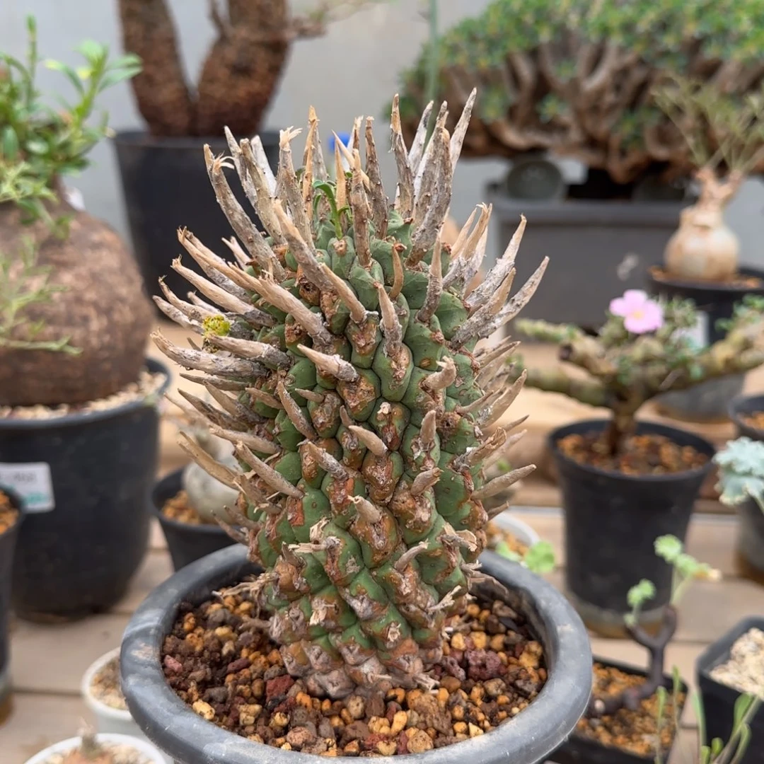 斗牛角大戟块根植物