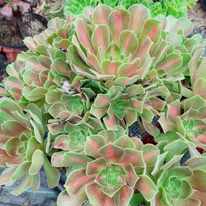 娟*多肉植物组合069
